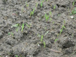 2016.06.23.緑肥ソルゴー芽が出た01