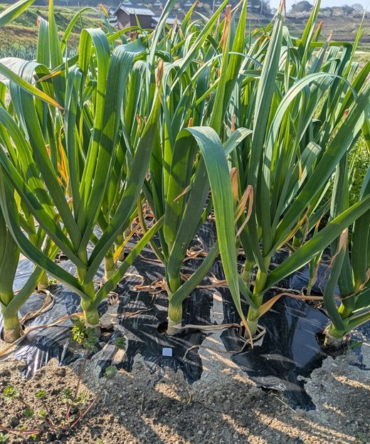 淡路島ソーラーファーム